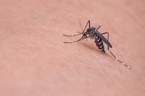 Por qué pican las picaduras de mosquito