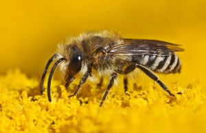Las picaduras de abeja en primavera